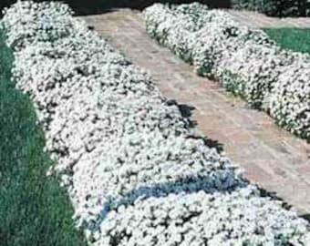 200 Ground Cover Seeds, White Candytuft Flower Seeds, Easy to Grow, Perennial