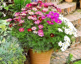 100 Dwarf Cosmos Mix Flower Seeds, Pink, White, Maroon
