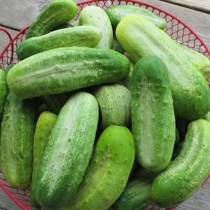 30 Heirloom Cucumber Seeds, Boston Pickling, Organic, Crispy and Delicious Bulk Available