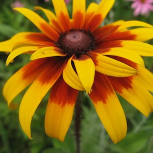 200 Gloriosa Daisy Flower Seeds, Rudbeckia Hirta, Deer Resistant, Great Cut Flower