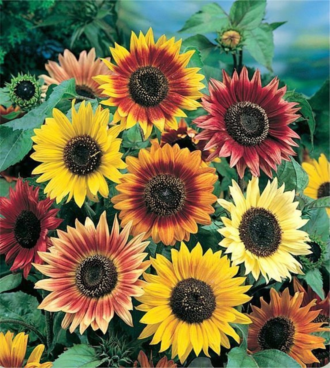 Sunflower Seeds for Planting autumn Beauty Heirloom Seeds Etsy