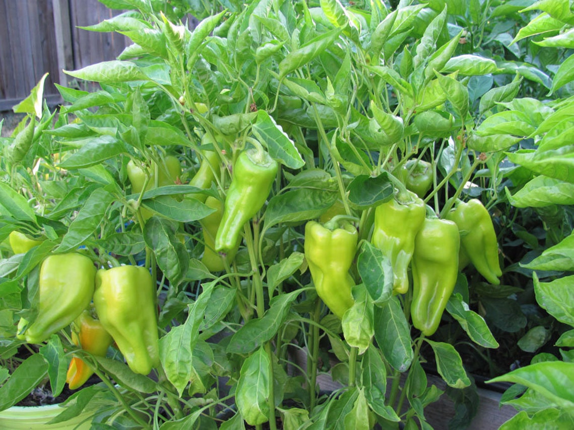 30 Heirloom Cubanelle Pepper Seeds Organic Non Gmo USA Etsy