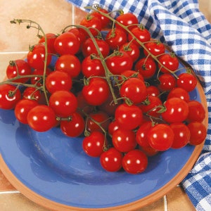 May include: A blue plate filled with a cluster of bright red cherry tomatoes on the vine.