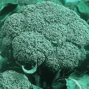 Broccoli Seeds, Calabrese, Heirloom, Organic, Non Gmo - Seedstocherish 200-1000 Seeds