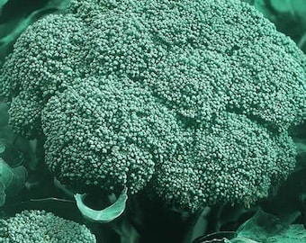 Broccoli Seeds, Calabrese, Heirloom, Organic, Non Gmo - Seedstocherish 200-1000 Seeds