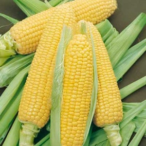 May include: Four ears of yellow corn with husks, arranged on a bed of green corn husks.