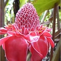 10 Tropical Ginger Flower Seeds, Etlingera Elatior, Cut Flower, Tropical Hawaiian, Ginger Lily