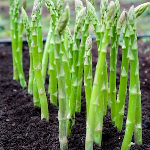 Mary Washington, Asparagus Seeds, Heirloom, Organic, Non Gmo, Perennial