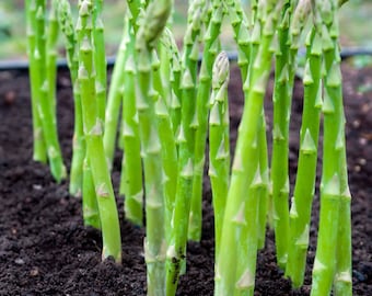Mary Washington, Asparagus Seeds, Heirloom, Organic, Non Gmo, Perennial
