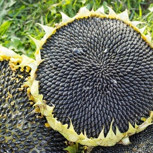 50 Mongolian Sunflowers Seeds | Helianthus | Big Seeds for Eating |  Organic | Non GMO | 50-200 SEEDS