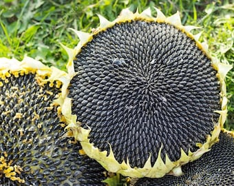 50 Mongolian Sunflowers Seeds | Helianthus | Big Seeds for Eating |  Organic | Non GMO | 50-200 SEEDS