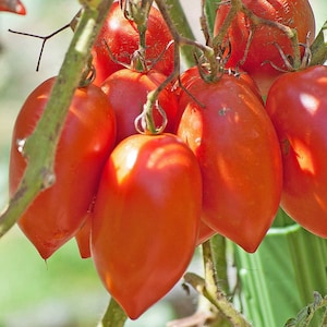 40 Heirloom Amish Paste Tomato Seeds, Non Gmo,Organic, indeterminate