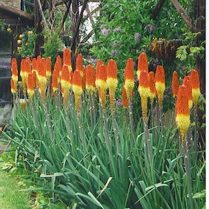 Red Hot Poker Flower Seeds, Torch Lily, Tritoma Uvaria, Kniphofia Aloides, Zones 5-10, Drought Tolerant