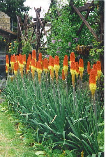 Red Hot Poker Flower Seeds, Torch Lily, Tritoma Uvaria, Kniphofia Aloides, Zones 5-10, Drought Tolerant