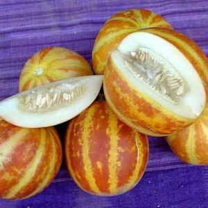 May include: A group of five striped cantaloupe melons, with one melon cut in half and another melon sliced into a wedge. The melons have a yellow and orange striped rind and a white flesh.