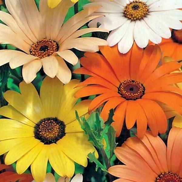 200 African Daisy Flower Mix Seeds,  Zones 3-10