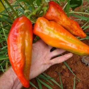 30 Aconcagua Sweet Pepper, Heirloom, Organic, Rare Pepper Seeds