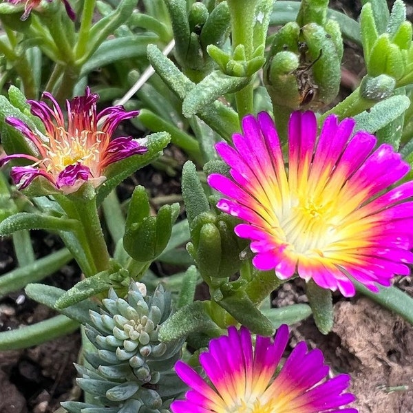 200 Iceplant Flower Seed Mix, Ground Cover, Rainbow Mix Flower Seeds, Iceplant, Perennial Plants - FREE SHIPPING