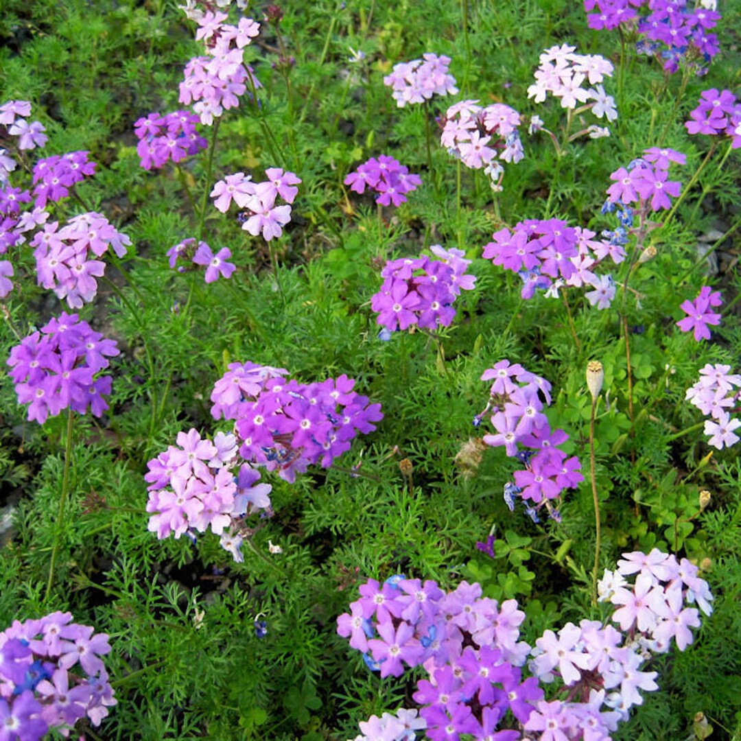 Purple Moss Verbena Flower Seeds Perennial Groundcover Verbena ...