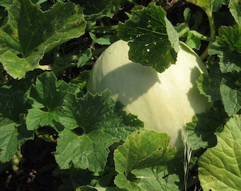 30 Honeydew Melon Seeds- Green Flesh Organic Non Gmo