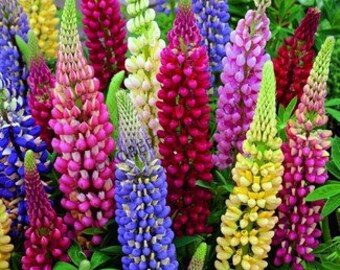 Russell Lupine Mixed Seeds Colorful Perennial Wildflowers 