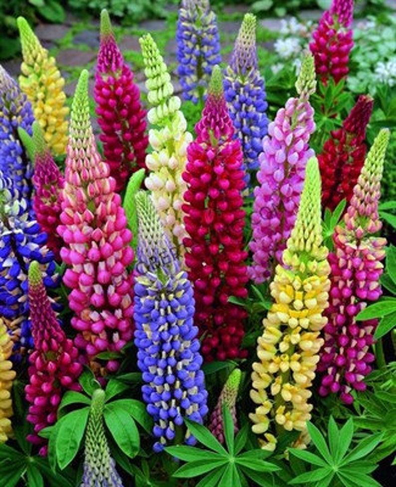 100 Lupine Flower Mix Seeds Russell Perennial Zones 3-9 | Etsy