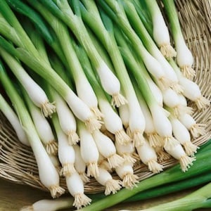 May include: A bunch of fresh green scallions with white bulbs, arranged in a woven basket.