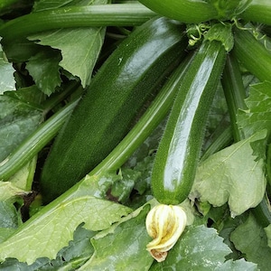 Heirloom Zucchini Seeds, Black Beauty, Organic, NON GMO