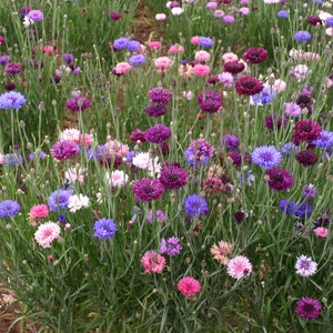 200 Bachelor Button Flower Seeds, Centaurea cyanus, Cornflower