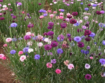 200 Bachelor Button Flower Seeds, Centaurea cyanus, Cornflower