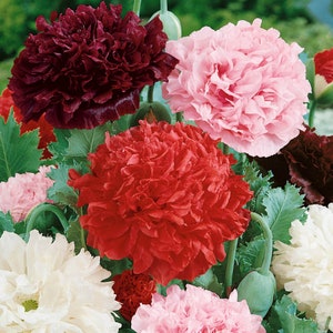 200 Peony Poppy Seeds  Double Bloom - Purple, Pink, Red White Flowers