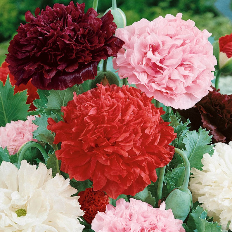200 Peony Poppy Seeds Double Bloom - Purple, Pink, Red White Flowers - Etsy