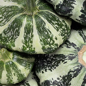 Summer Squash Seeds - Cream and Green  - Patty Pan - Heirloom Organic Non Gmo