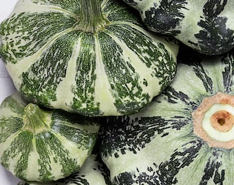 Summer Squash Seeds - Cream and Green  - Patty Pan - Heirloom Organic Non Gmo