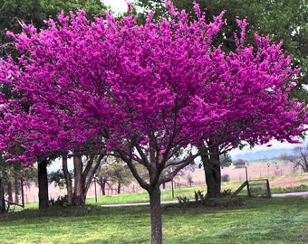 15 Heirloom Chinese Redbud, Tree Seeds. USA, Beautiful Pink Flowers, Fast Growing, Flowering Tree