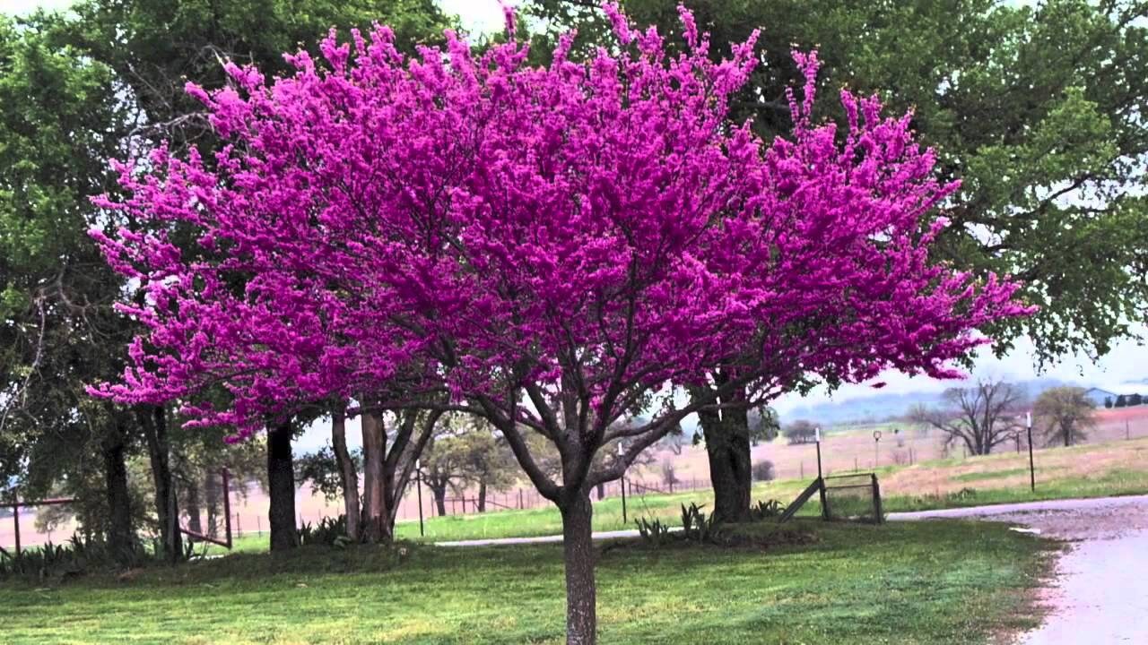 15 Heirloom Chinese Redbud Tree Seeds. USA Beautiful Pink Etsy