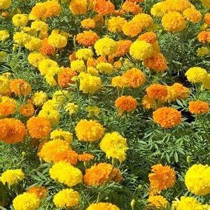 May include: A field of vibrant yellow and orange marigolds in full bloom. The flowers are arranged in a dense cluster, creating a colorful and cheerful display.