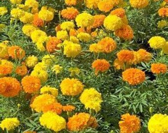 400 Marigold Mix Flower Seeds, Crackerjack, Flower, Yellow, Orange, Helps Deter Insects