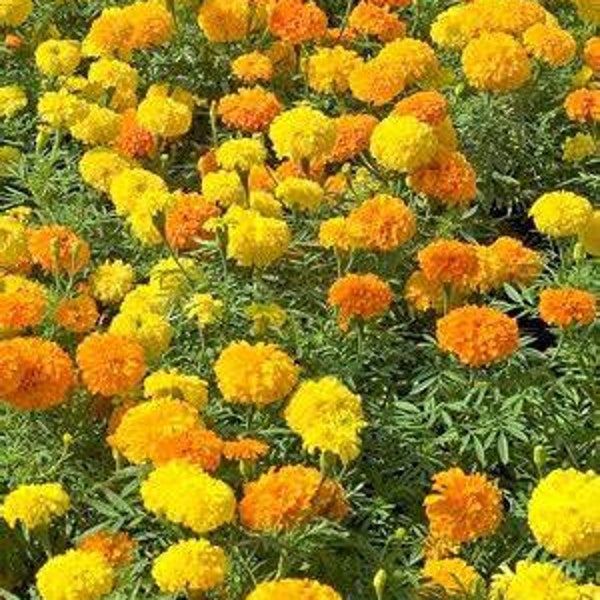 400 Marigold Mix Flower Seeds, Crackerjack, Flower, Yellow, Orange, Helps Deter Insects