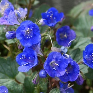 California Bluebell Flower Seeds | 200 -1000 Seeds | Beautiful Blue Flowers | Easy to Grow