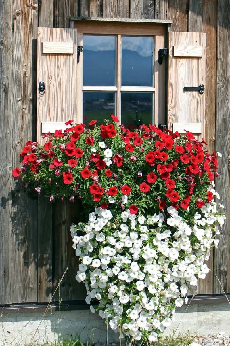 200 Ground Cover Seeds, White Candytuft Flower Seeds, Easy