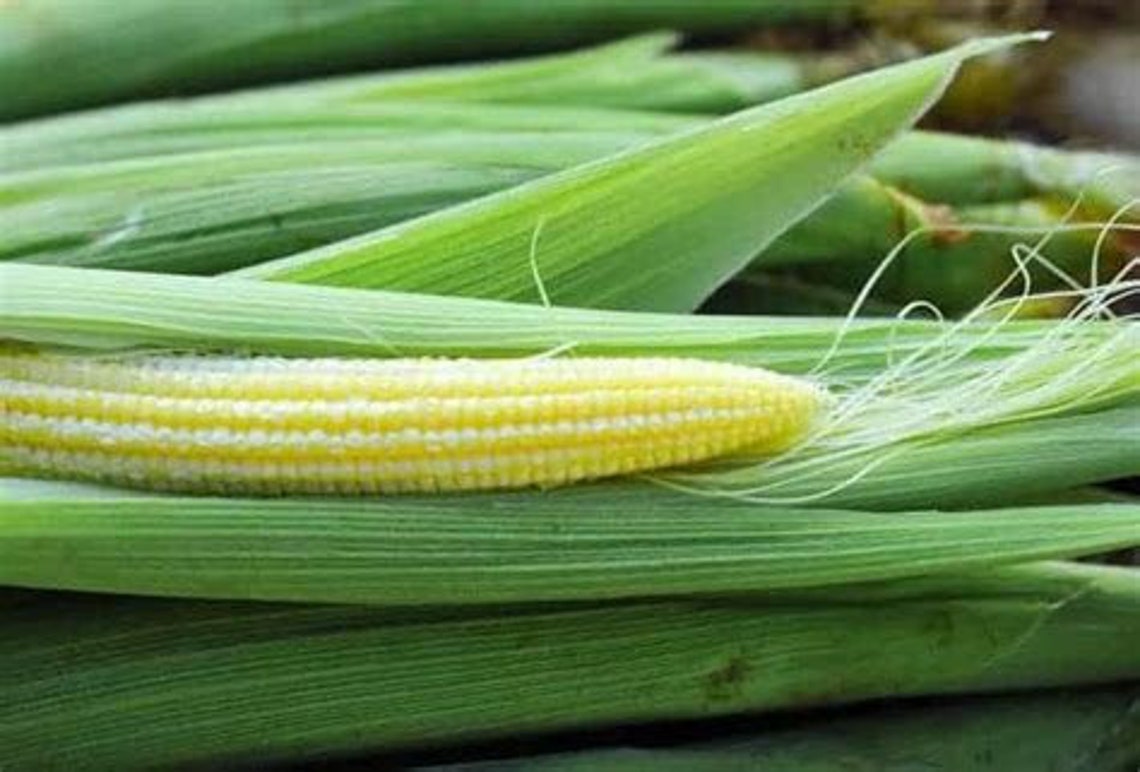 30 Heirloom Baby Corn Seeds Japanese Hullness Mini Corn Etsy