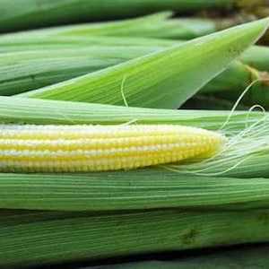 30 Heirloom Baby Corn Seeds, Japanese Hullness, Mini Corn Seeds, Non Gmo  organic Asian Mini Corn