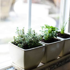 Herb Seed Garden Kit, 8 Herb Seed Varieties for Planting