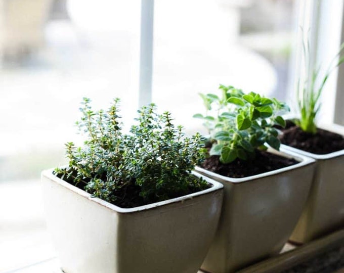 Herb Seed Garden Kit, 8 Herb Seed Varieties for Planting