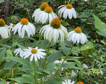 White Swan Echinacea Flower Seed |White Coneflower| Perennial Flower Seed |