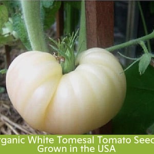 20 Heirloom White Tomato Seeds, White Tomesol, Organic Non Gmo