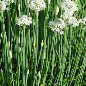 100 Garlic Chives Seeds, Heirloom, Organic, Non Gmo, Herbs, Greens