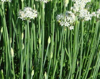 100 Garlic Chives Seeds, Heirloom, Organic, Non Gmo, Herbs, Greens