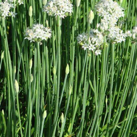 Garlic Chive Plant